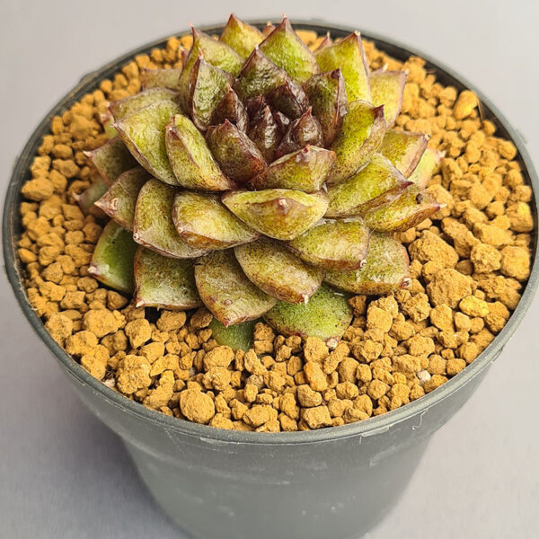 Echeveria Dark 'N' Bright