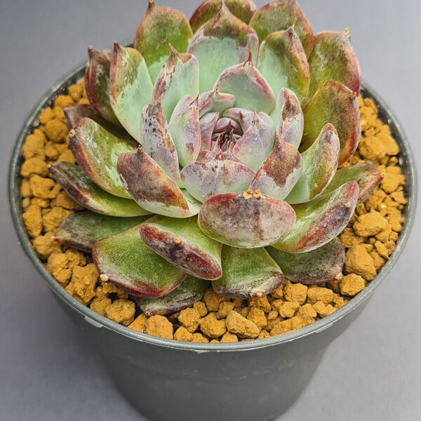Echeveria Dark Rose