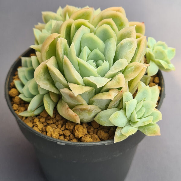 Echeveria Hades