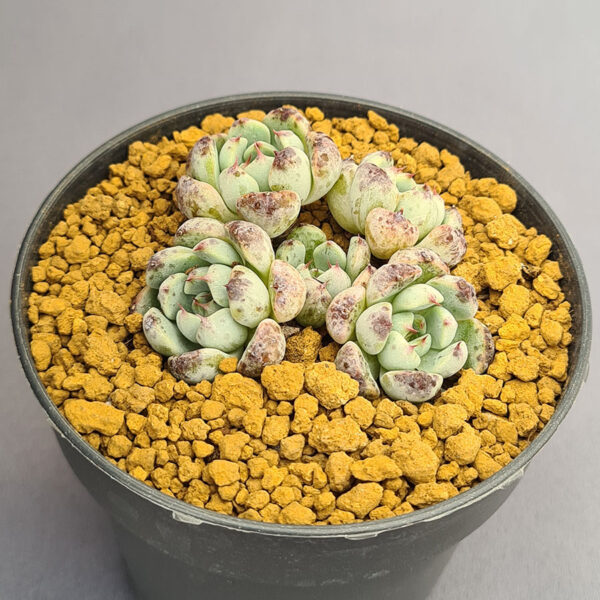 Echeveria Indigo mini