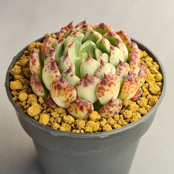 Echeveria Kusama