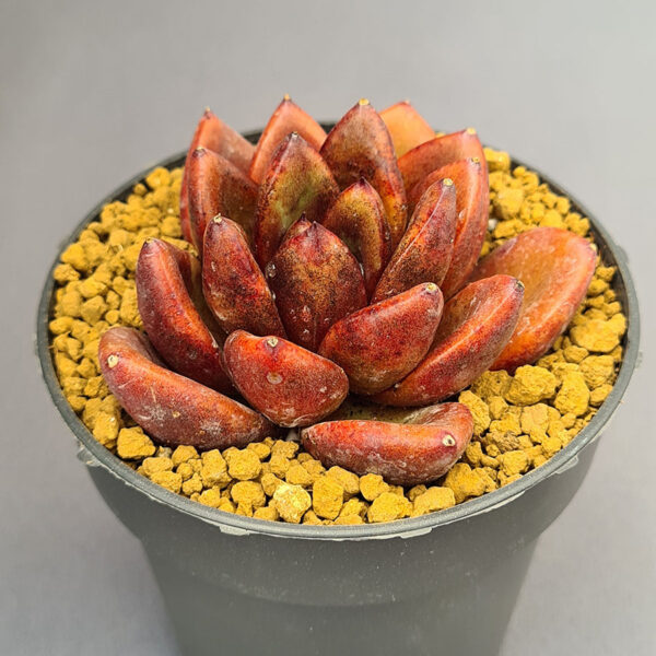 Echeveria Nike