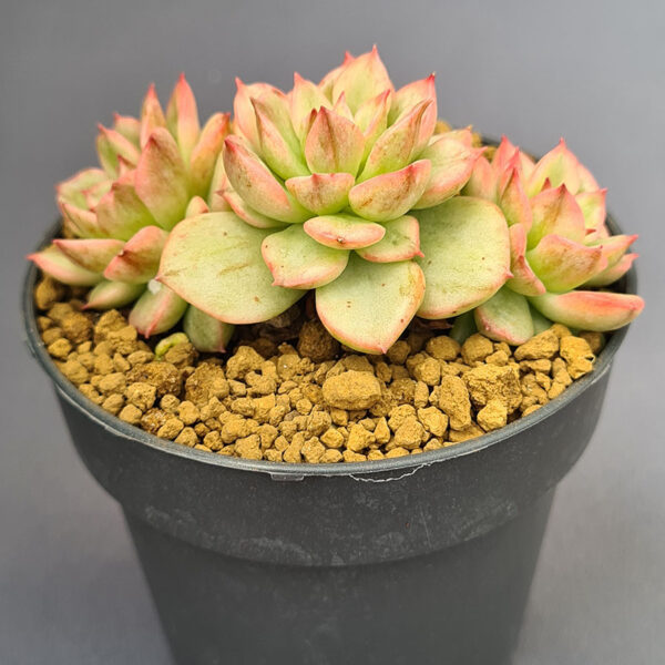 Echeveria Nuda variegada 002