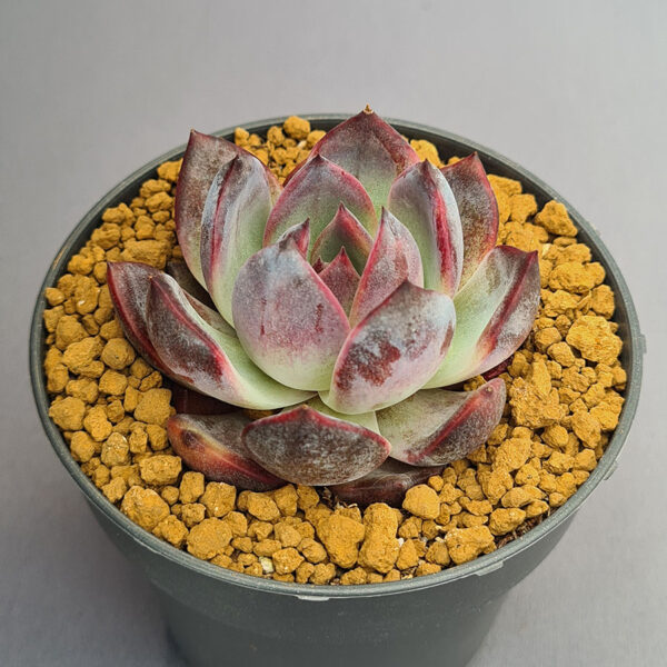 Echeveria Odette