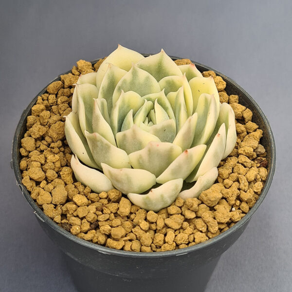 Echeveria Onslow variegada