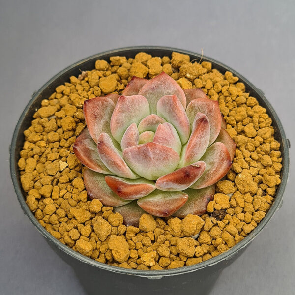 Echeveria Red Crystal