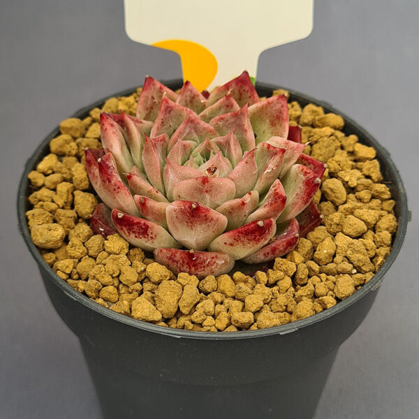 Echeveria Red Line