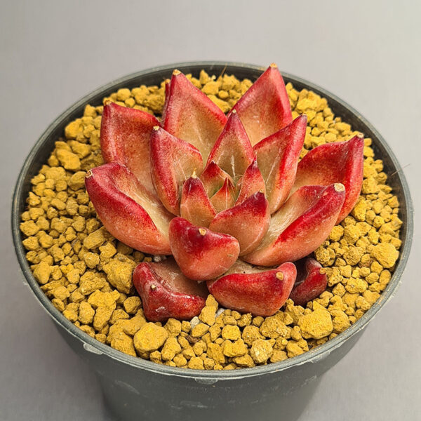 Echeveria Red Soul