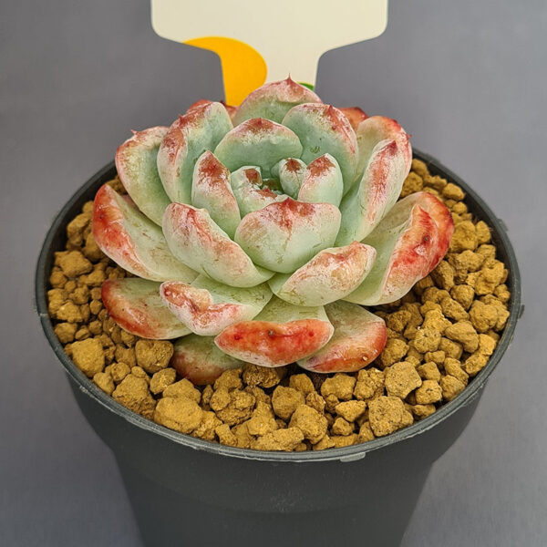 Echeveria Rotunda