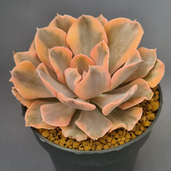 Echeveria Saffron variegada