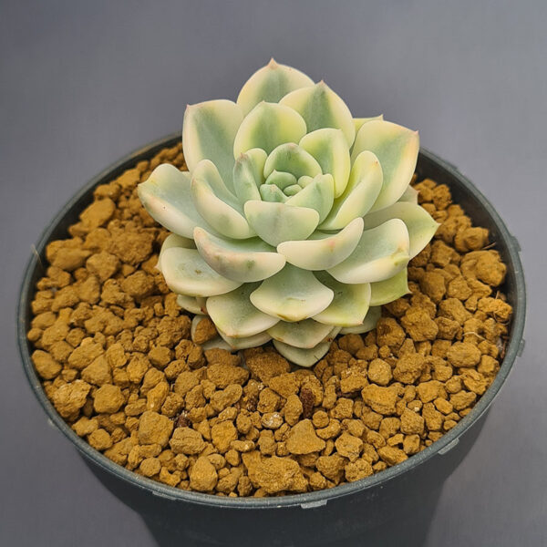 Echeveria Tinkerbell