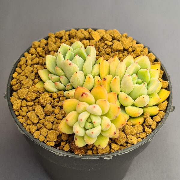 Echeveria Wraith Clustering