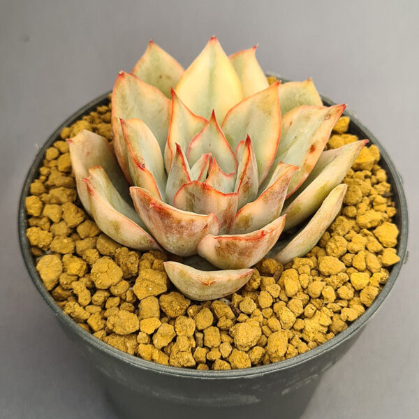 Echeveria Esther variegada
