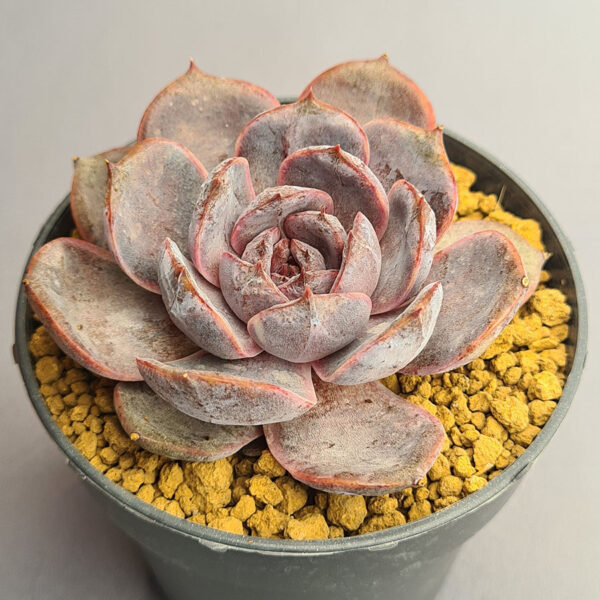 Echeveria J'Adore
