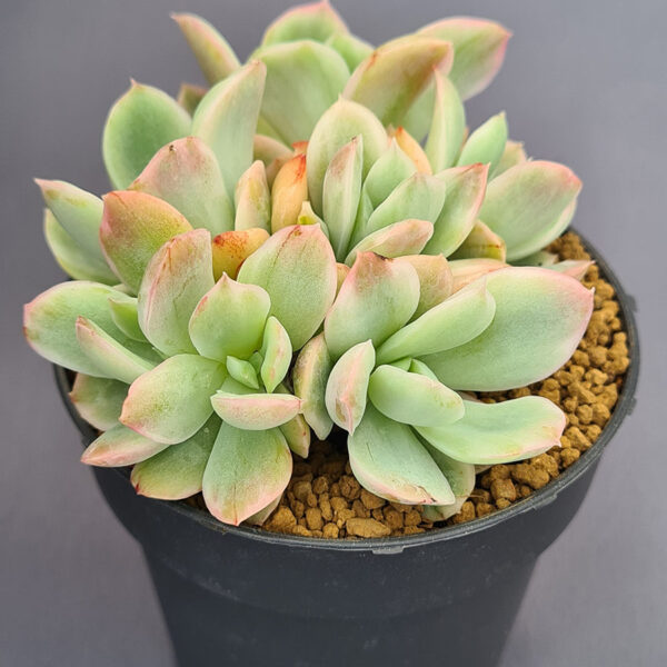 Echeveria Luella Clustering variegada