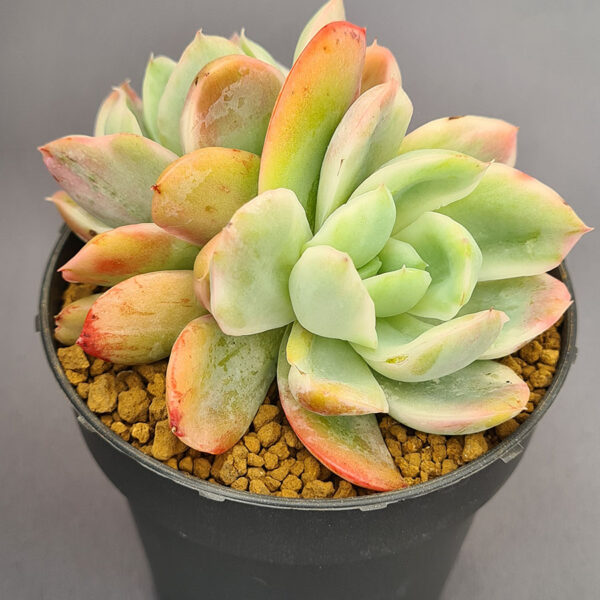 Echeveria Luella Doble variegada