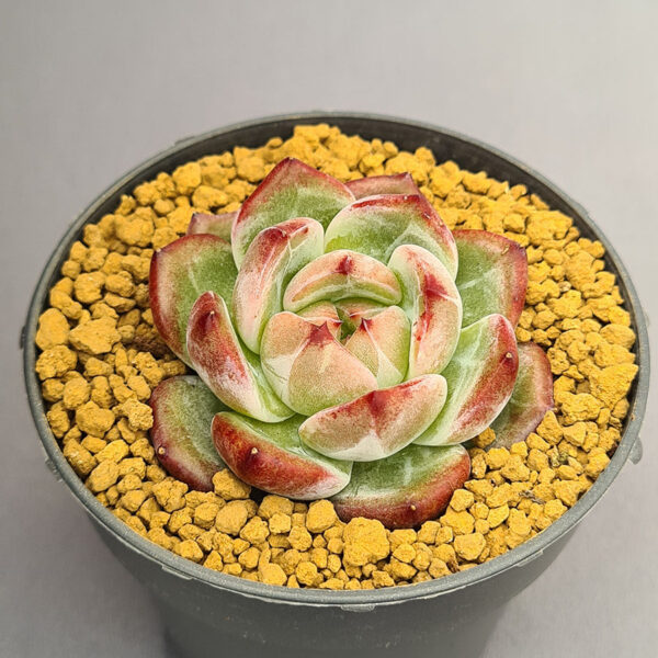 Echeveria Miss Hong