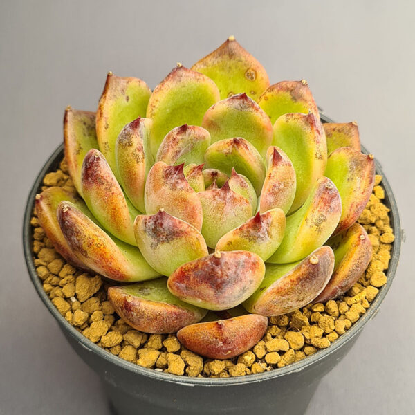 Echeveria Ziwei