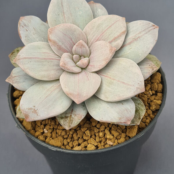 Graptopetalum Silverbund