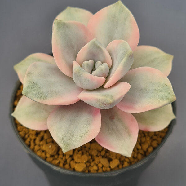Graptopetalum Snow White variegado 001