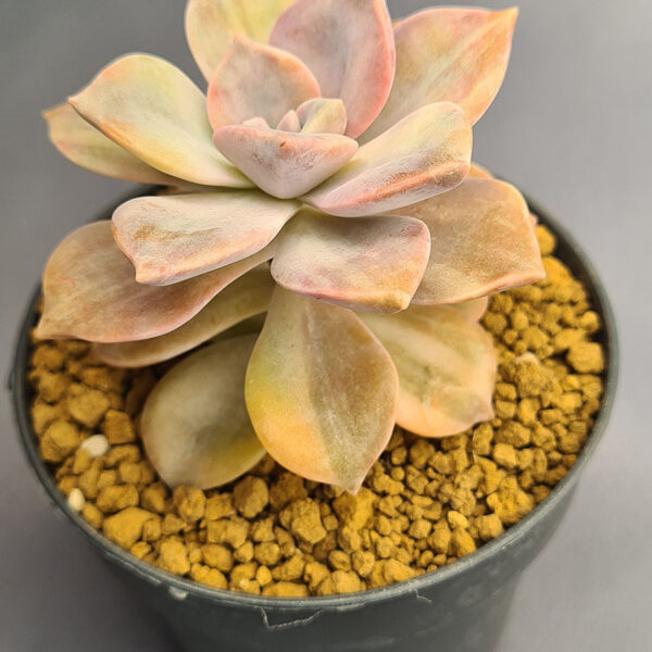 Graptopetalum Snow White variegado 002