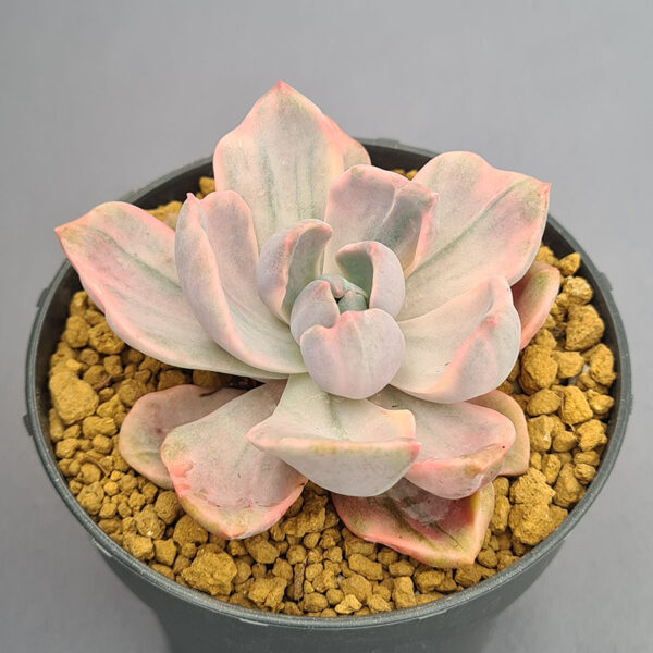 Graptoveria Mrs Richard variegada