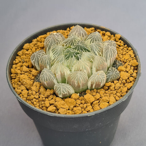 Haworthia Cooperi variegada