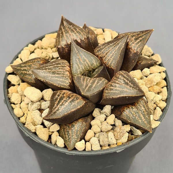 Haworthia híbrida 001
