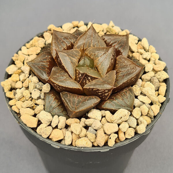 Haworthia híbrida 002