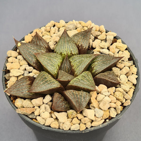 Haworthia híbrida 003