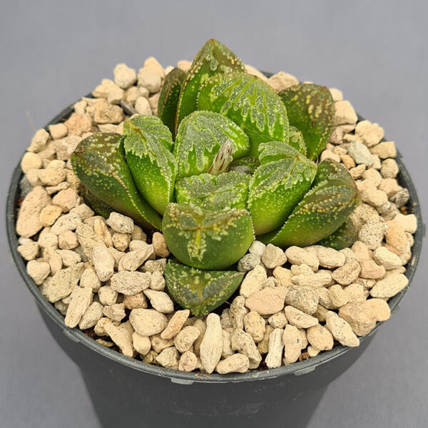 Haworthia híbrida 004
