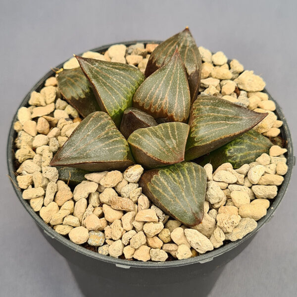Haworthia híbrida 005