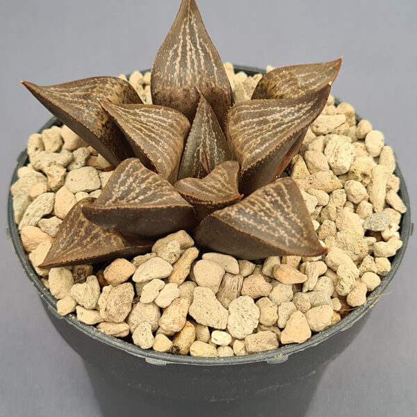 Haworthia híbrida 006