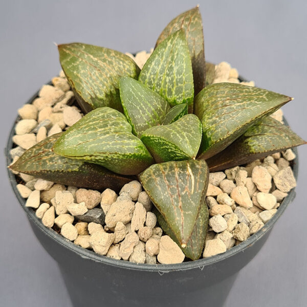 Haworthia híbrida 007