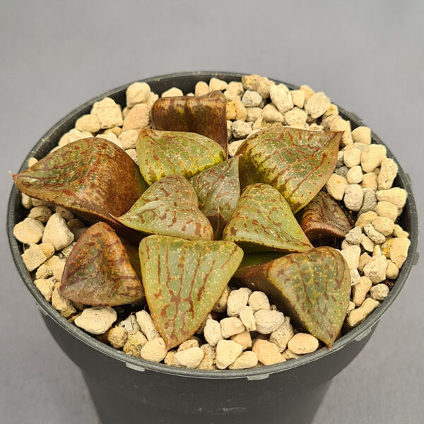 Haworthia híbrida 008