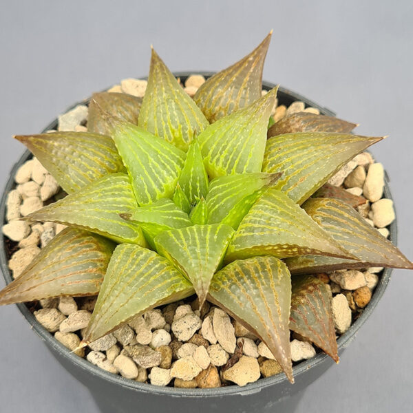 Haworthia híbrida 009