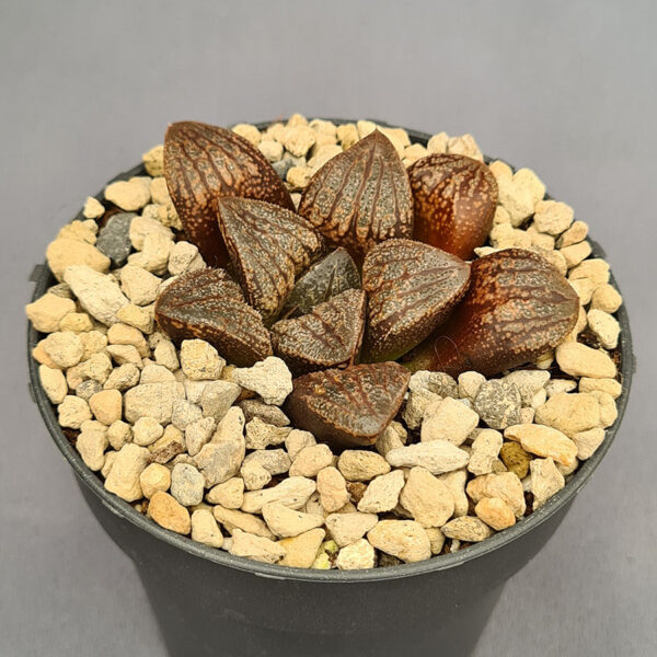 Haworthia híbrida 011