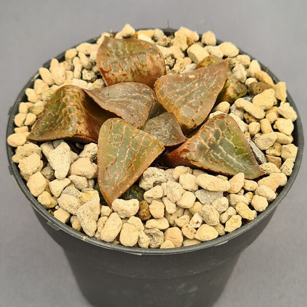 Haworthia híbrida 012