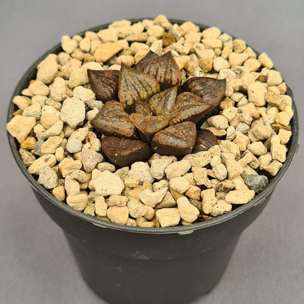 Haworthia híbrida 013