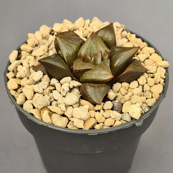 Haworthia híbrido 014