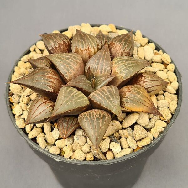 Haworthia híbrida 015