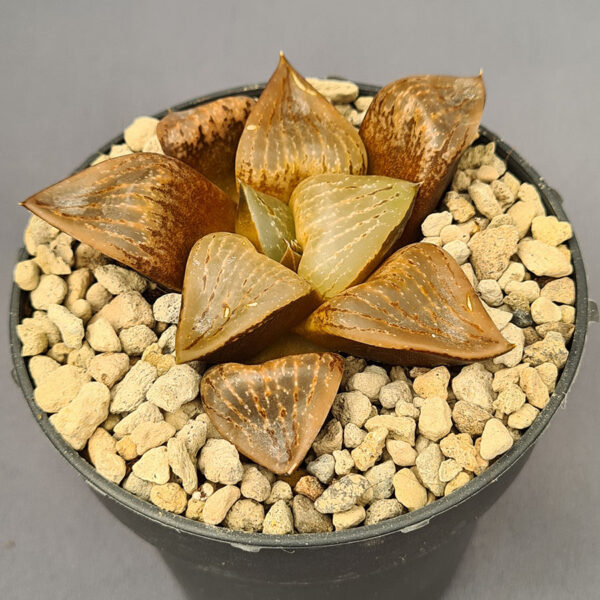 Haworthia híbrida 016