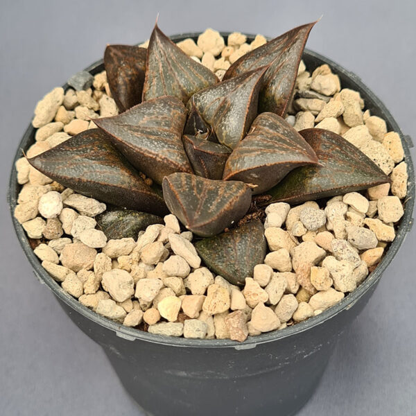 Haworthia híbrida 018