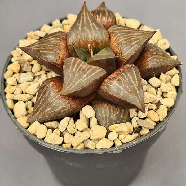 Haworthia híbrida 019