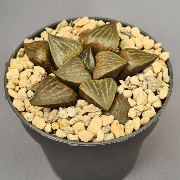 Haworthia híbrida 020