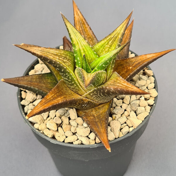 Haworthia híbrida 021