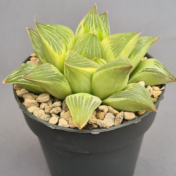 Haworthia Milky Way variegada