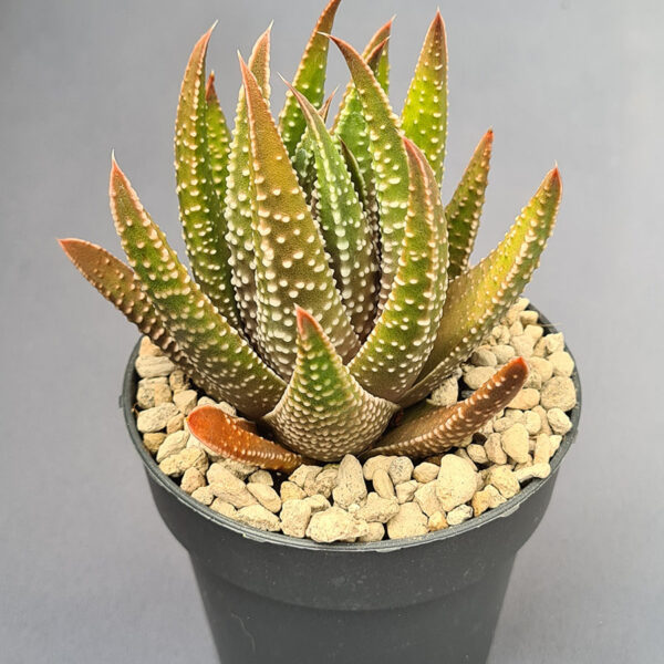 Tulista híbrida 001