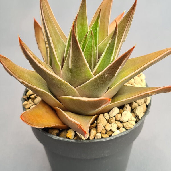 Tulista Marginata híbrida 001