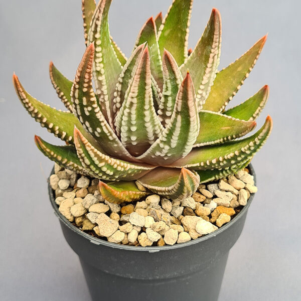 Tulista Marginata x Pumila 002